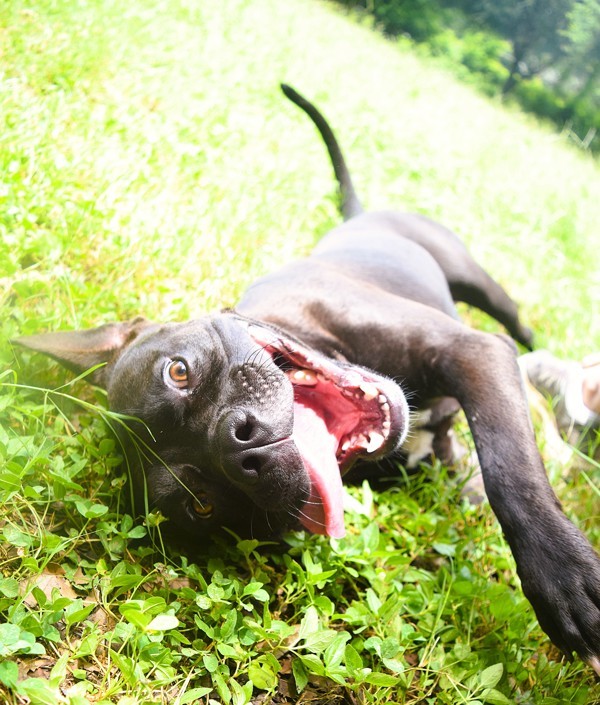 Pibbles