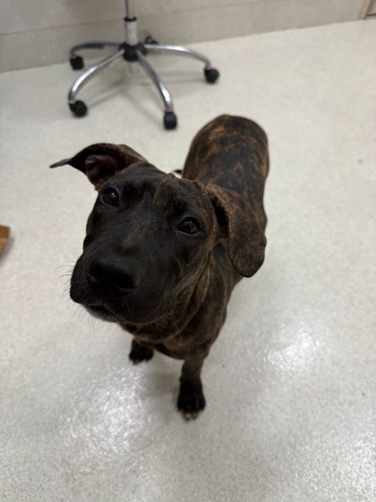 Courage, an adoptable Mountain Cur, Plott Hound in Honolulu, HI, 96826 | Photo Image 1