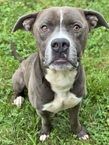 Bosco