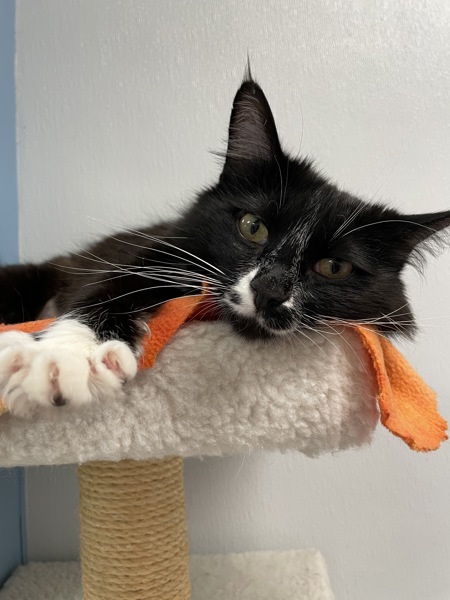 *Penelope*