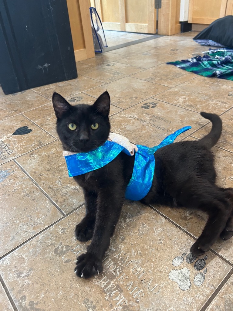 Otis / Milo, an adoptable Domestic Short Hair in Ashland, WI, 54806 | Photo Image 1