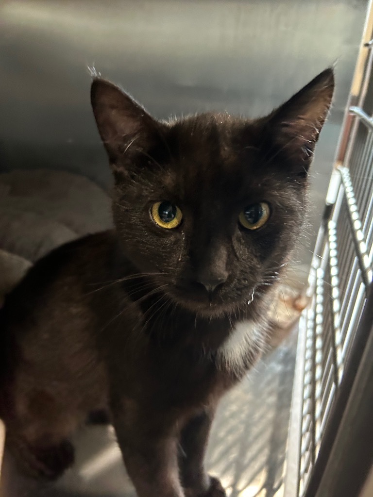 Otis / Milo, an adoptable Domestic Short Hair in Ashland, WI, 54806 | Photo Image 2