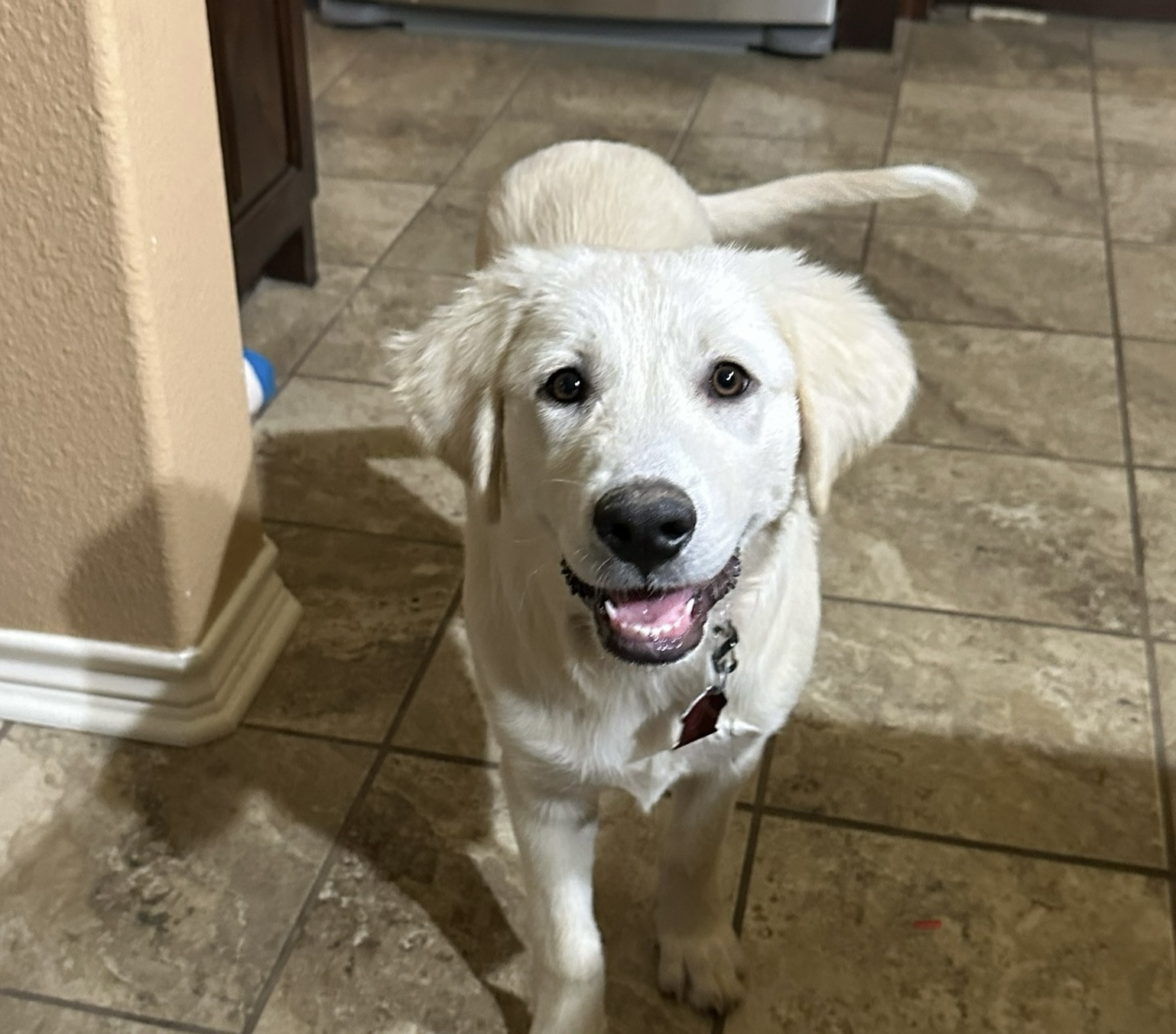 Mollie DFW