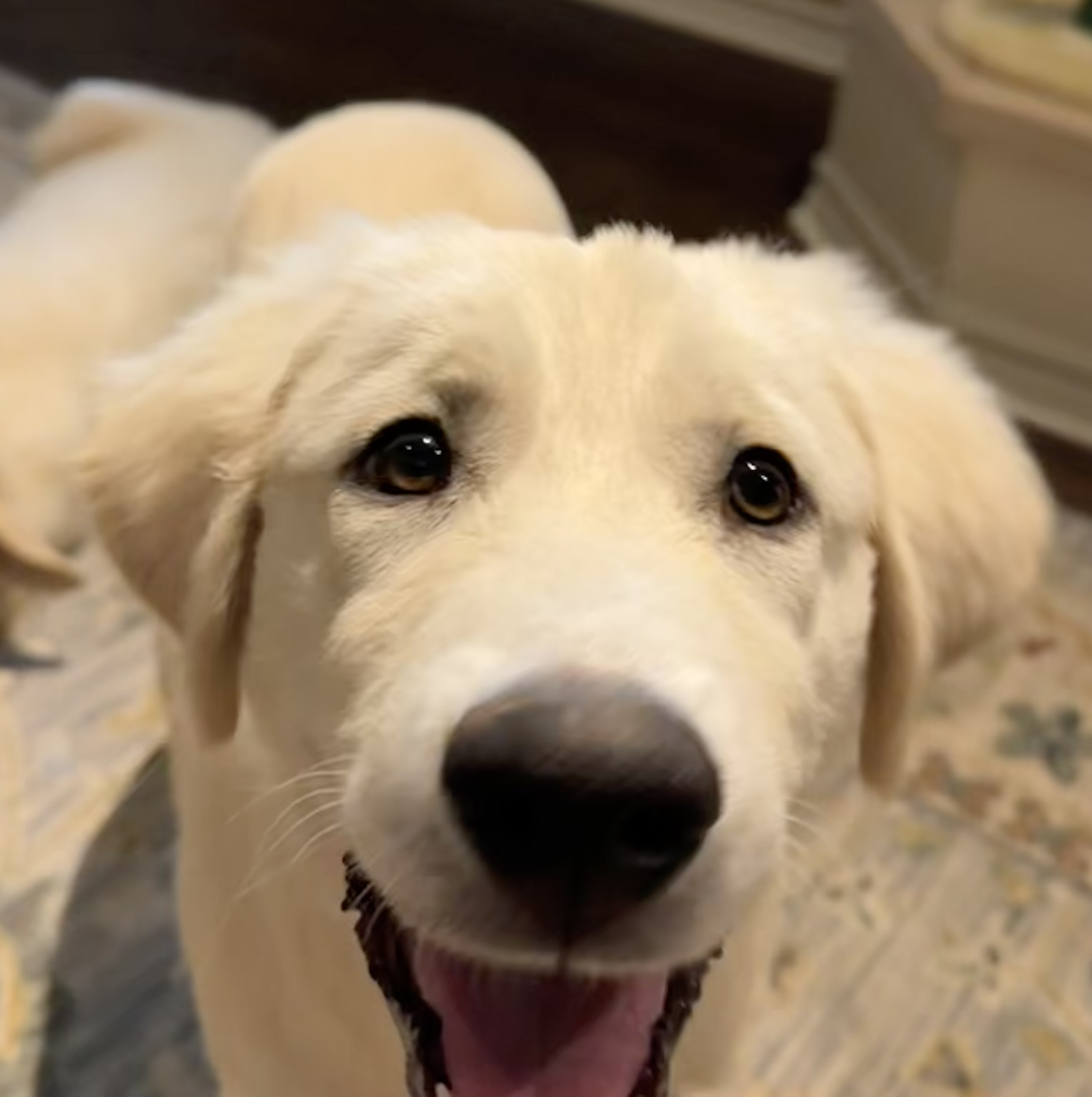 Mollie DFW