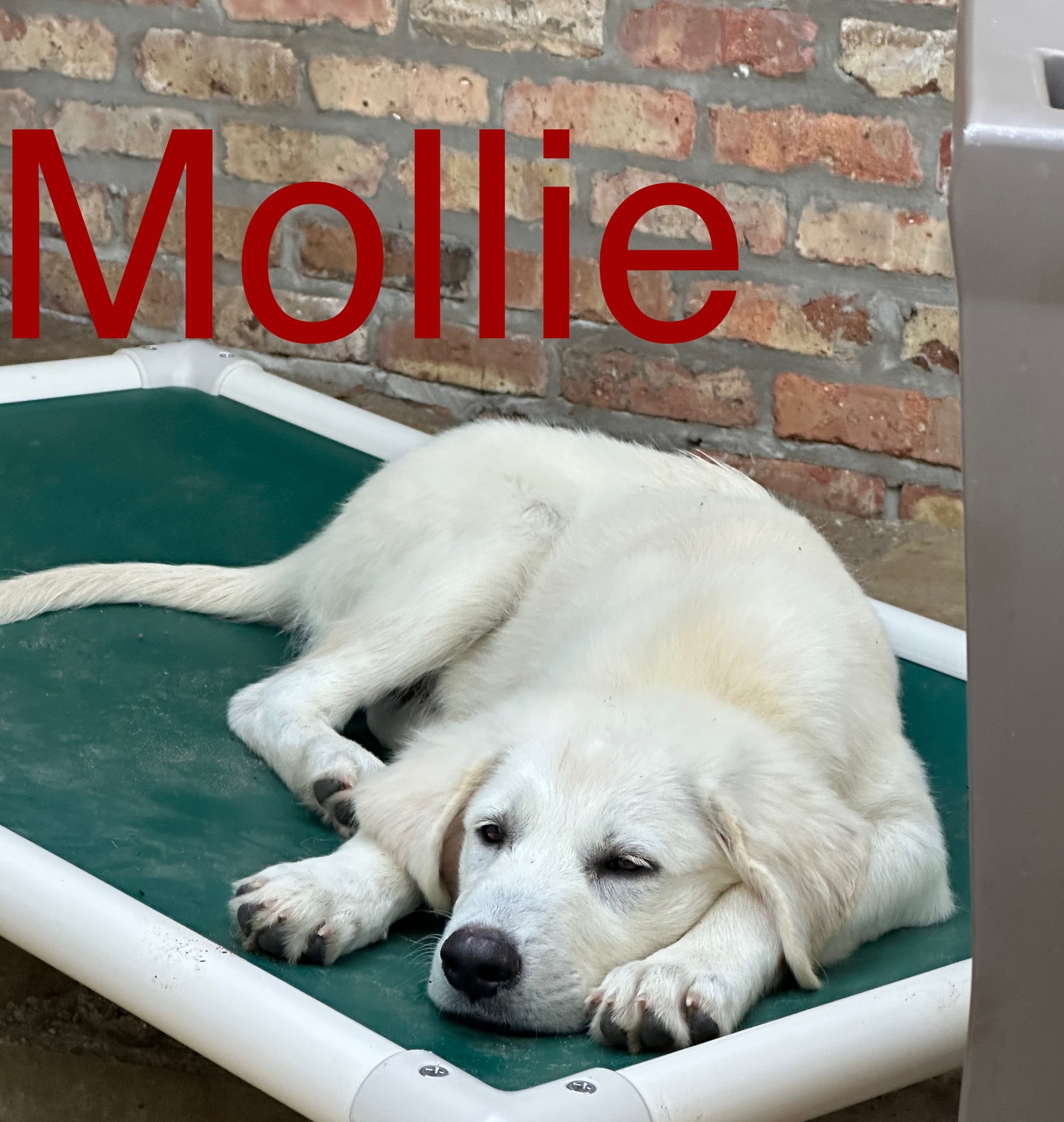 Mollie DFW
