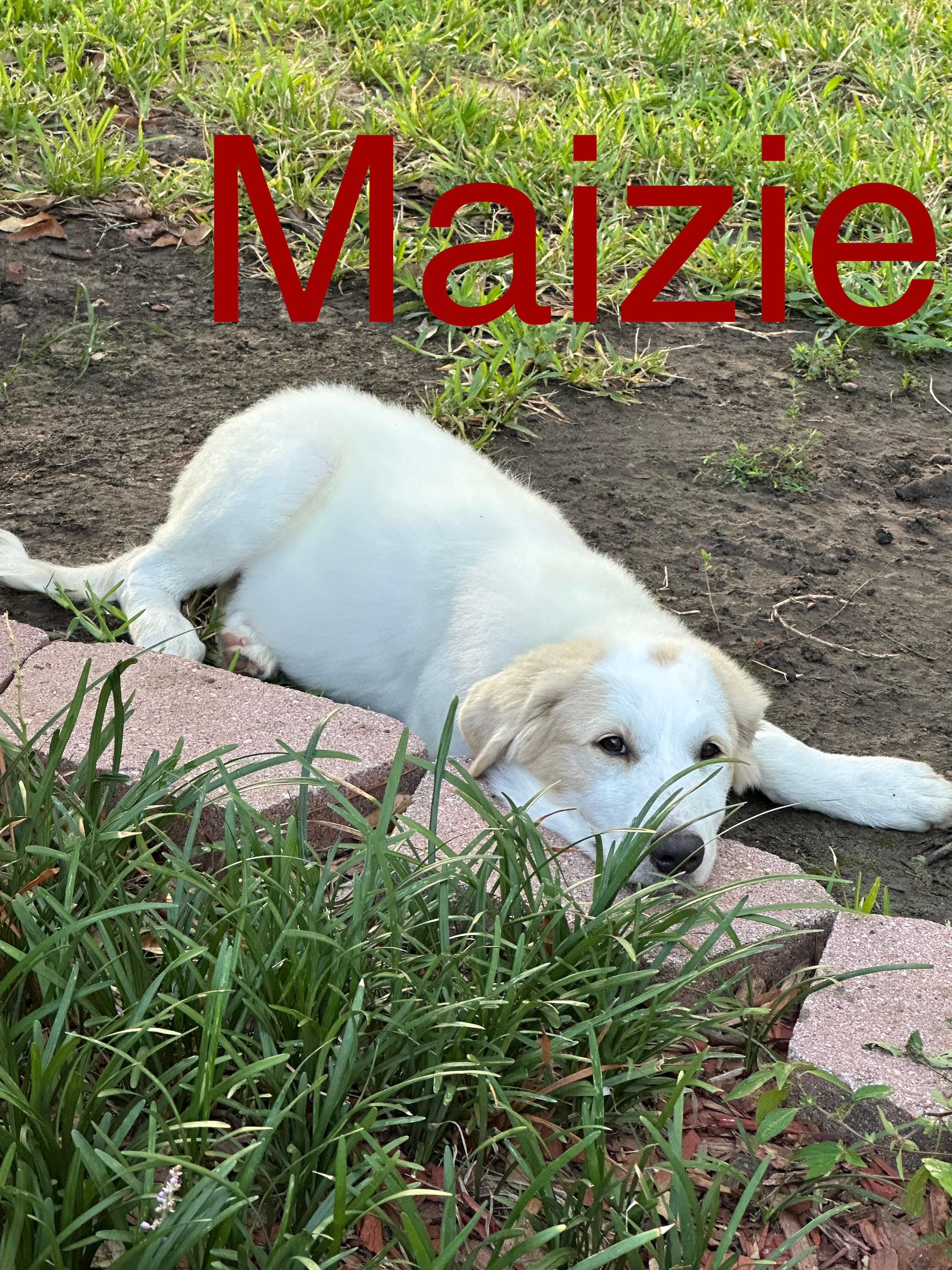 Maizie DFW