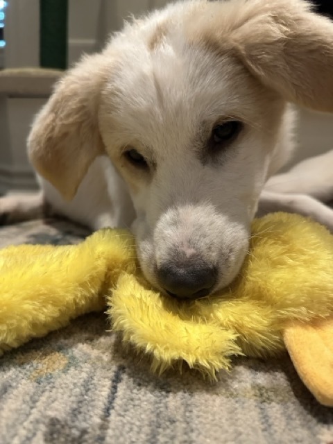 Maizie DFW