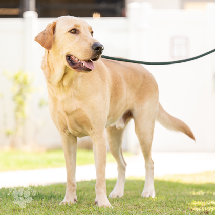 Sheriff Barkley, an adoptable Labrador Retriever, Mixed Breed in Honolulu, HI, 96826 | Photo Image 1