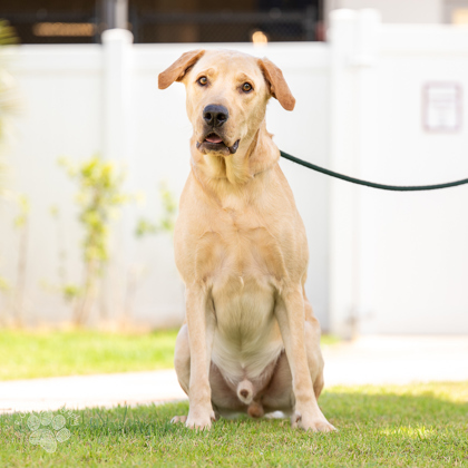 Sheriff Barkley, an adoptable Labrador Retriever, Mixed Breed in Honolulu, HI, 96826 | Photo Image 2