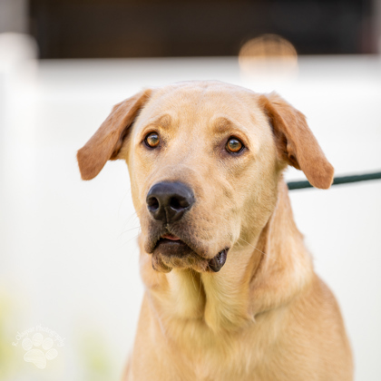 Sheriff Barkley, an adoptable Labrador Retriever, Mixed Breed in Honolulu, HI, 96826 | Photo Image 3