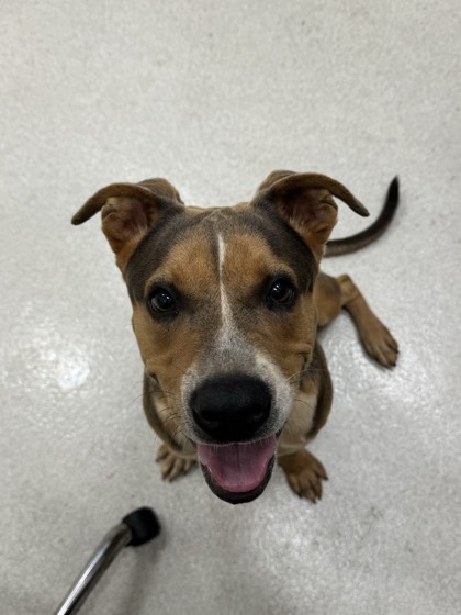 King, an adoptable Pit Bull Terrier, Mixed Breed in Honolulu, HI, 96826 | Photo Image 1