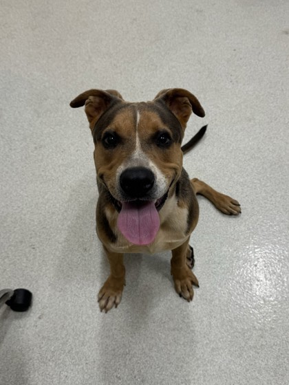 King, an adoptable Pit Bull Terrier, Mixed Breed in Honolulu, HI, 96826 | Photo Image 2