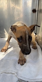 Hoku, an adoptable Terrier, Mixed Breed in Honolulu, HI, 96826 | Photo Image 1