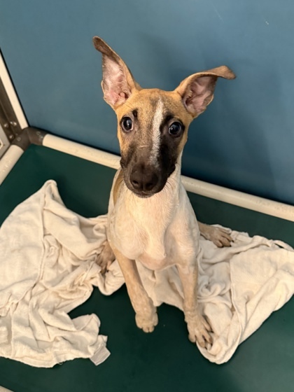 Hoku, an adoptable Terrier, Mixed Breed in Honolulu, HI, 96826 | Photo Image 1