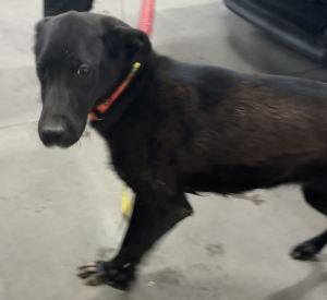 Primary Color Black Weight 52lbs Animal has been Spayed