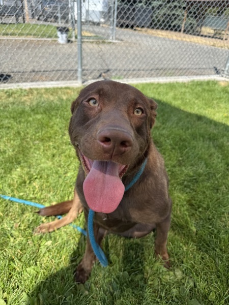 Carmel, an adoptable Mixed Breed in Spokane Valley, WA, 99212 | Photo Image 1