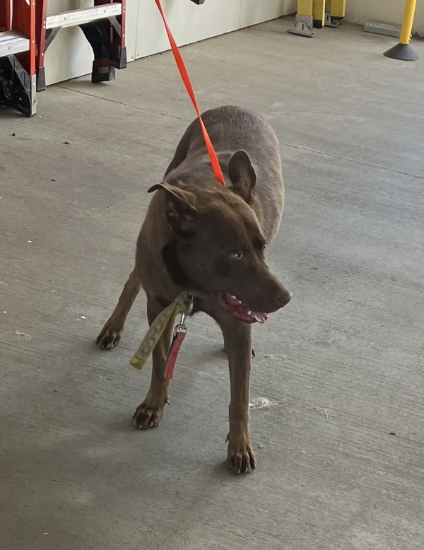 Carmel, an adoptable Mixed Breed in Spokane Valley, WA, 99212 | Photo Image 2
