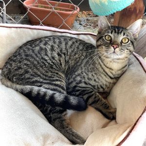 Zeb Domestic Short Hair Cat