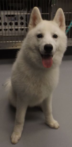 Primary Color White Weight 36lbs Age 0yrs 10mths 0wks