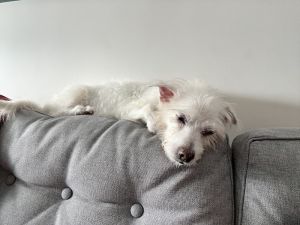 Luke a resilient 12-year-old Westie-terrier mix from NYC is the embodiment of companionship After
