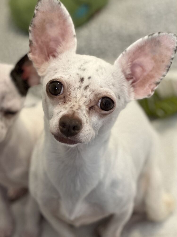 ROSIE
