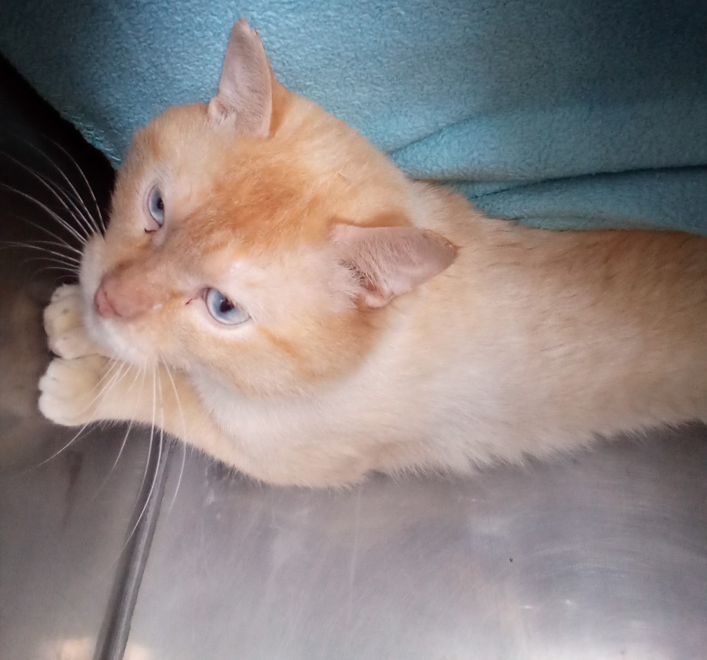 Flyy, an adoptable Domestic Short Hair in Virginia, MN, 55792 | Photo Image 1