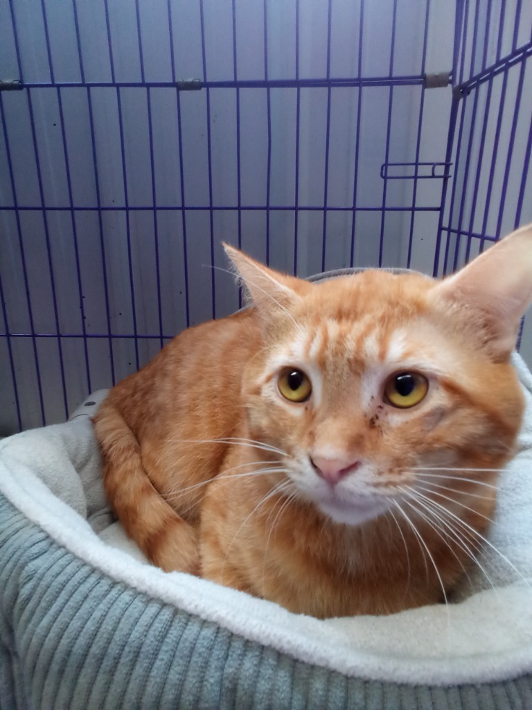 Lamburgini, an adoptable Domestic Short Hair in Virginia, MN, 55792 | Photo Image 1