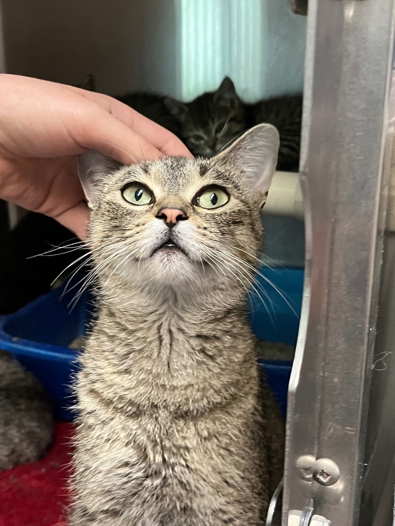 Halsey, an adoptable Domestic Short Hair in Virginia, MN, 55792 | Photo Image 1