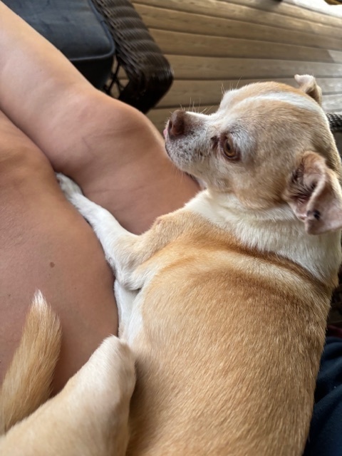 Porkchop