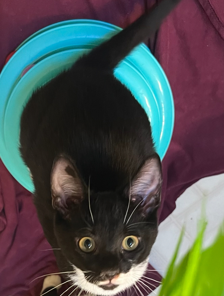 Jafar