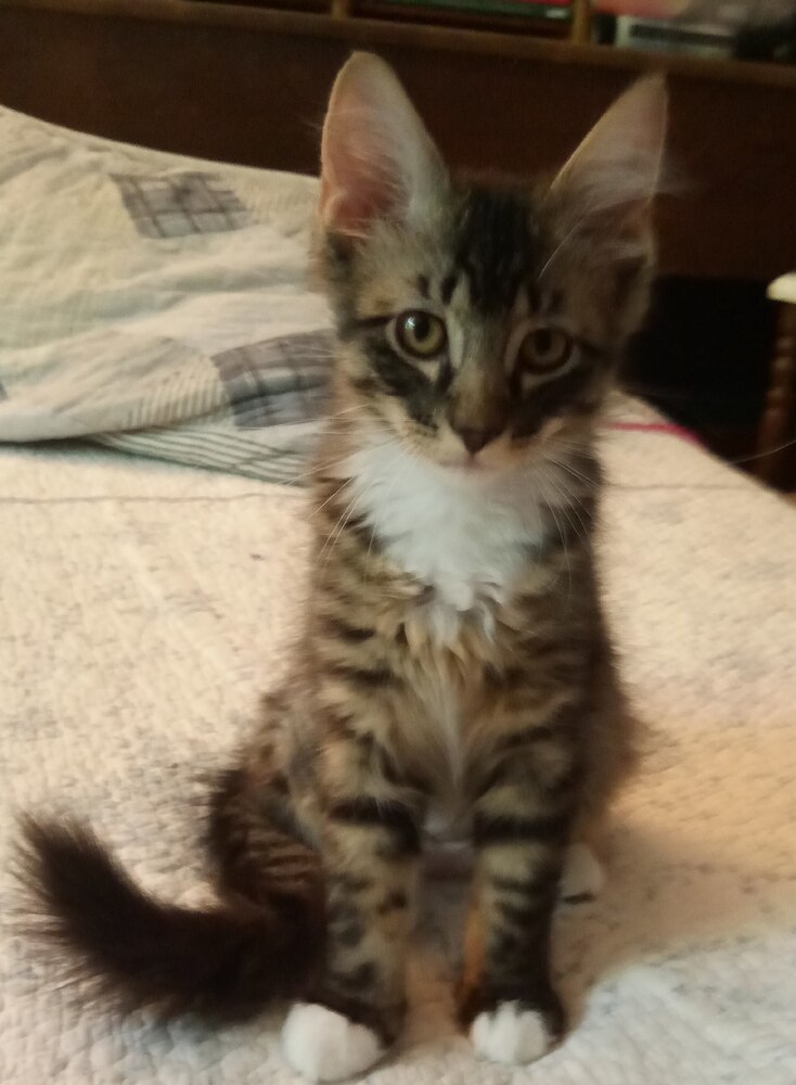 Taylor (bonded to Hazel)