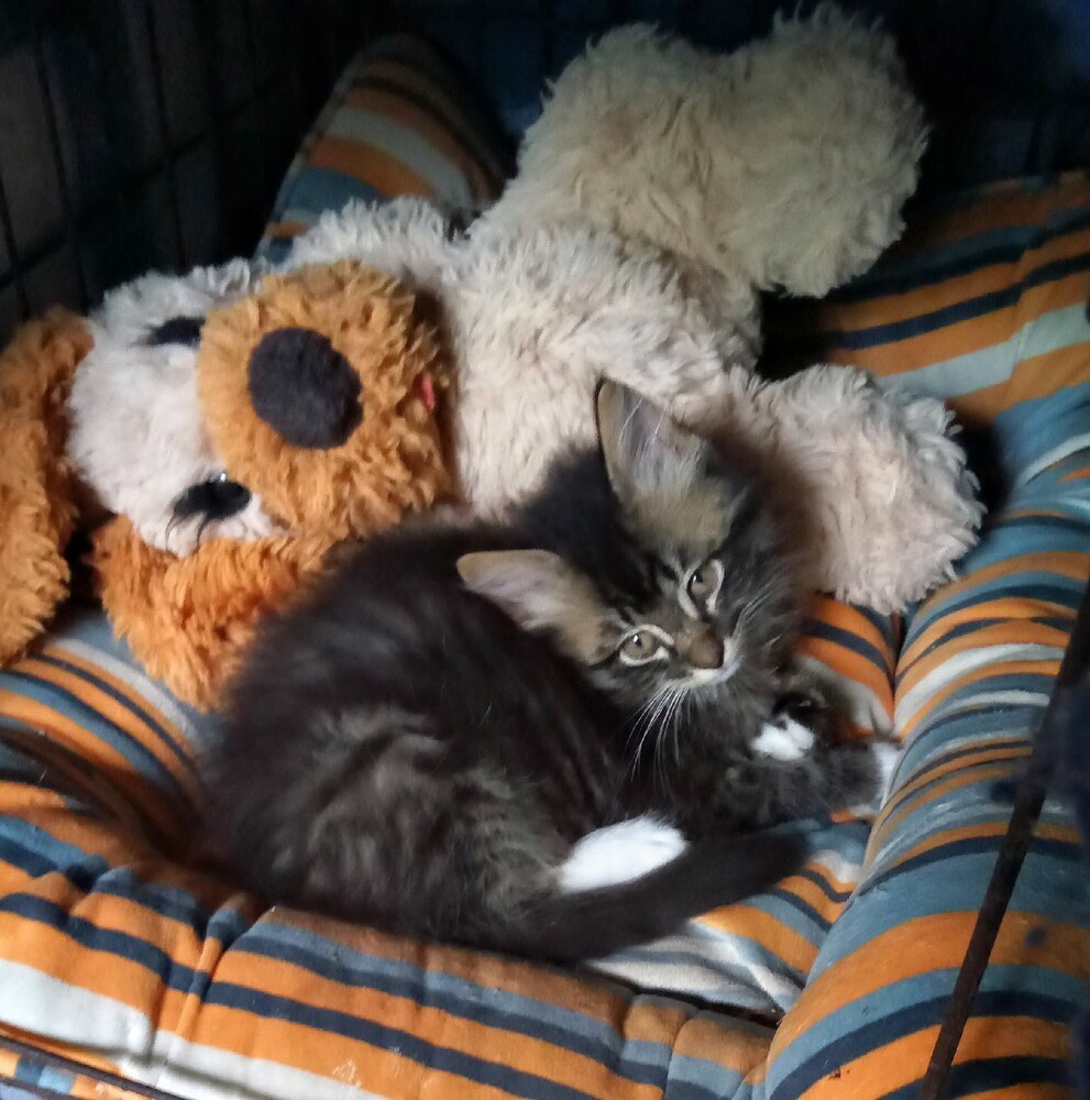 Taylor (bonded to Hazel)