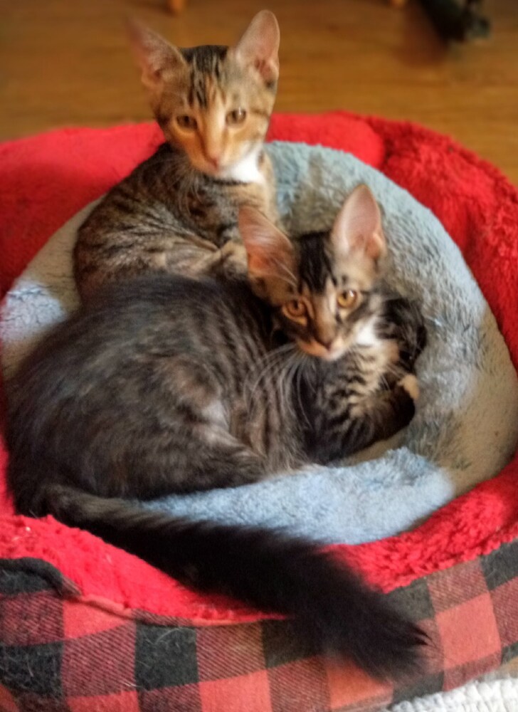 Taylor (bonded to Hazel)