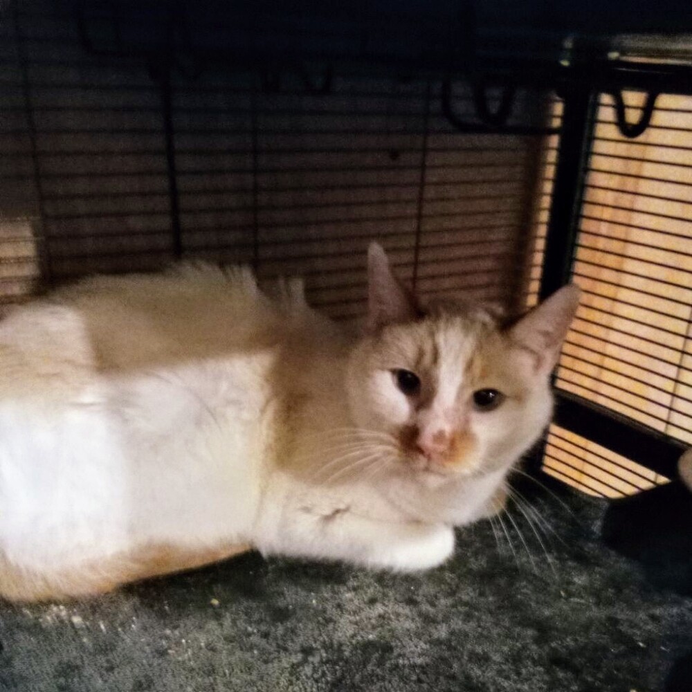 Oatsie
