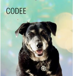 Codee, Senior Male unknown