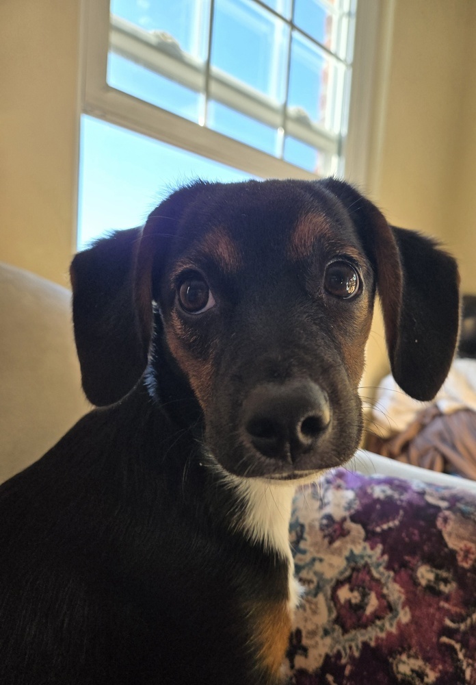 Mac