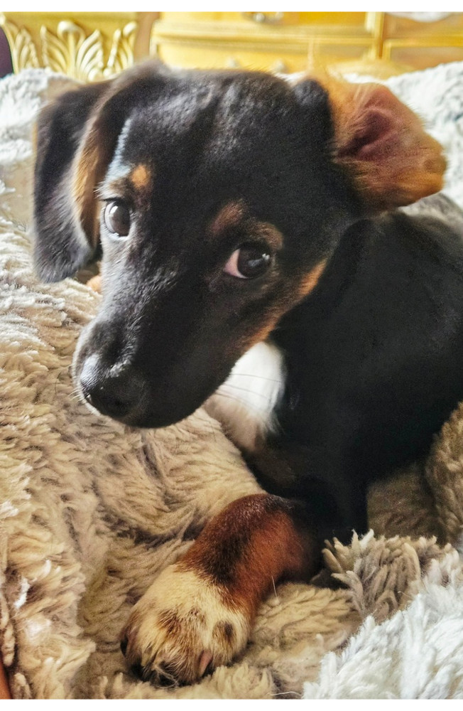Mac