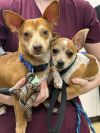 Biscuit and Atlas * photo 1