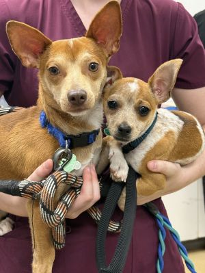 Biscuit and Atlas *, Baby Female unknown