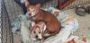 Biscuit and Atlas * photo 2