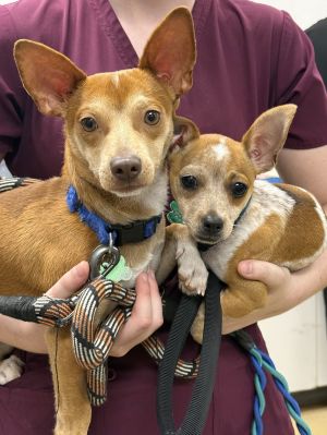 Atlas and Biscuit *, Young Male unknown