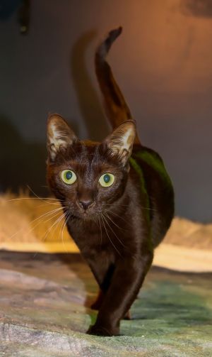 Cadbury, Young Female unknown