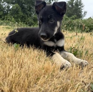 Strudel - AVAILABLE Shepherd Dog