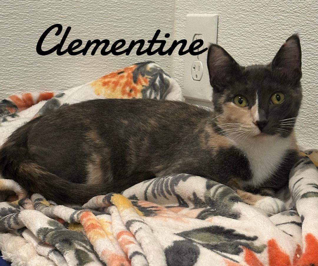 Clementine