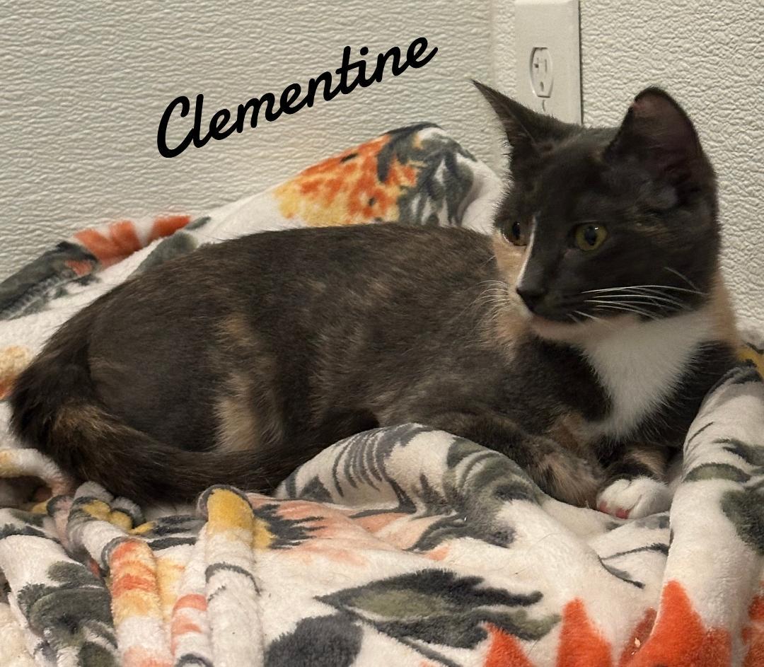 Clementine