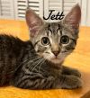 Jett photo 1
