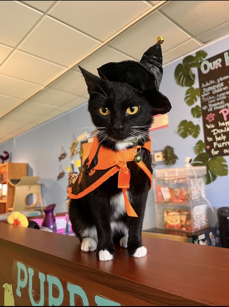 Jasmine, an adoptable Domestic Short Hair in Lafayette, CO, 80026 | Photo Image 1