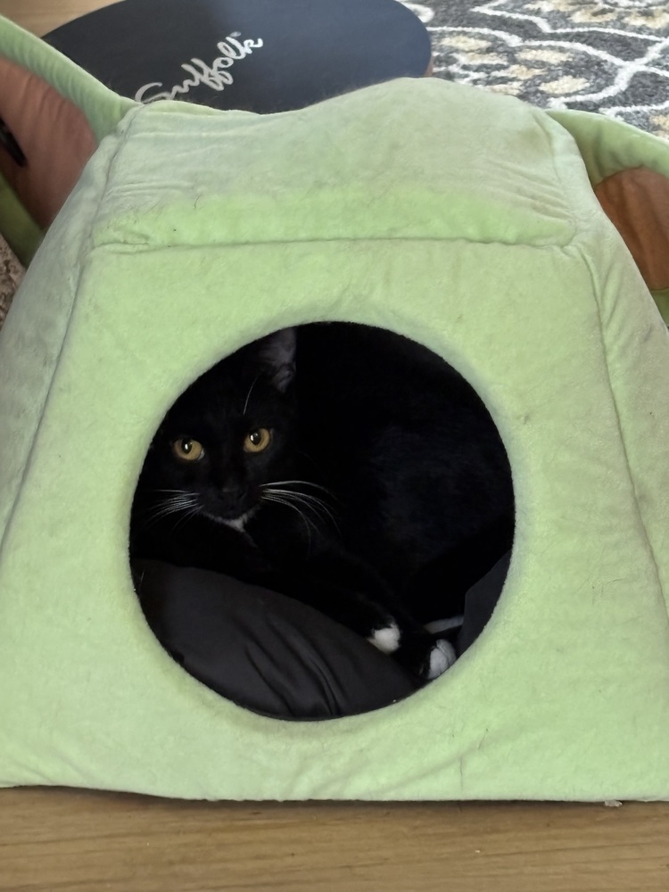 Jasmine, an adoptable Domestic Short Hair in Lafayette, CO, 80026 | Photo Image 3