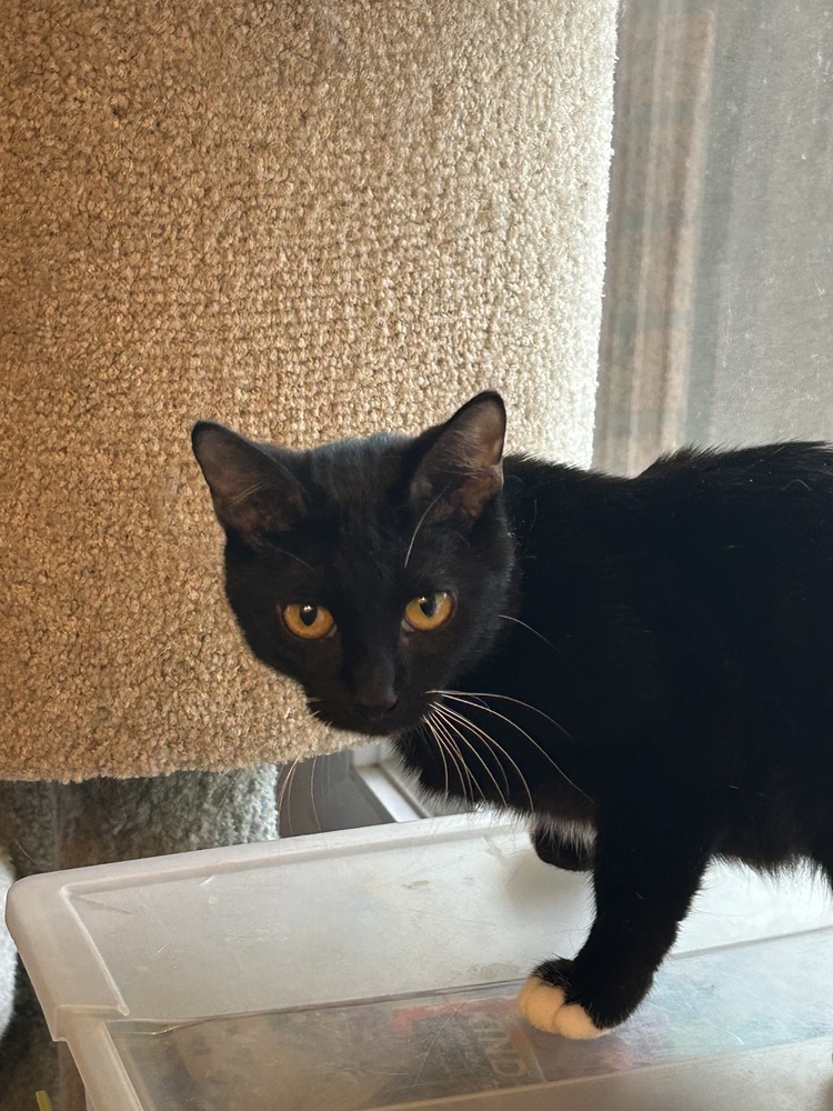 Jasmine, an adoptable Domestic Short Hair in Lafayette, CO, 80026 | Photo Image 4
