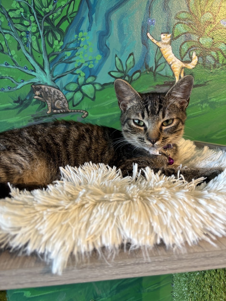 Menthol, an adoptable Domestic Short Hair in Lafayette, CO, 80026 | Photo Image 1